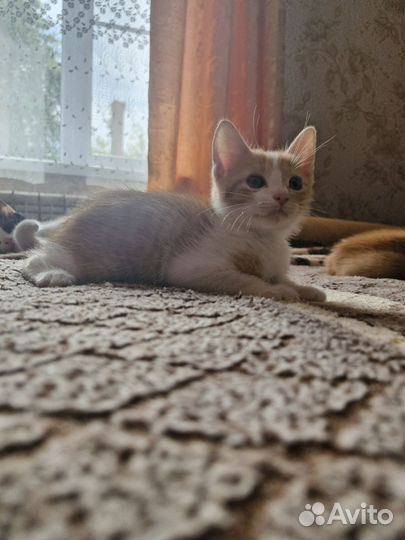 Котята в добрые руки бесплатно