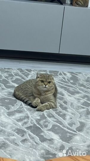 Отдам в добрые руки