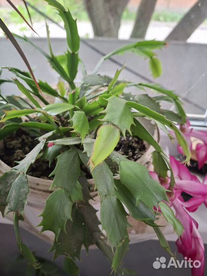 Комнатные цветы