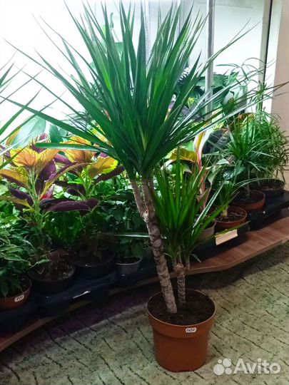 Драцена большая и маленькая