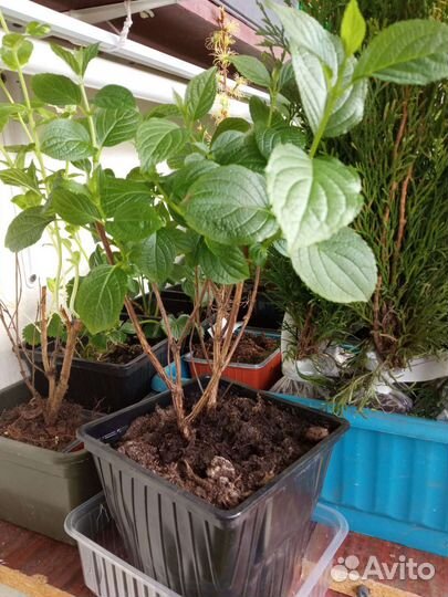 Гортензия метельчатая