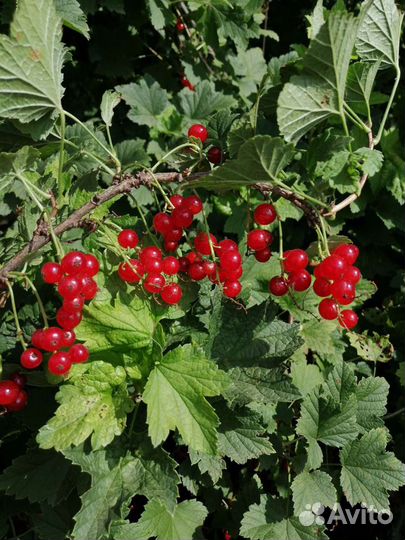 Смородина чёрная, красная, белая