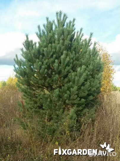 Сосна обыкновенная Высота от 100см