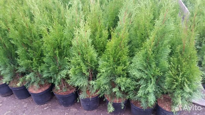 Ландшафтный дизайн.Благоустройсво.Пруд.Газон