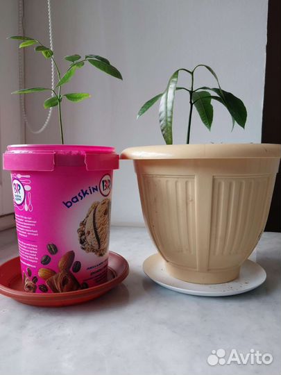 Манго. Личи