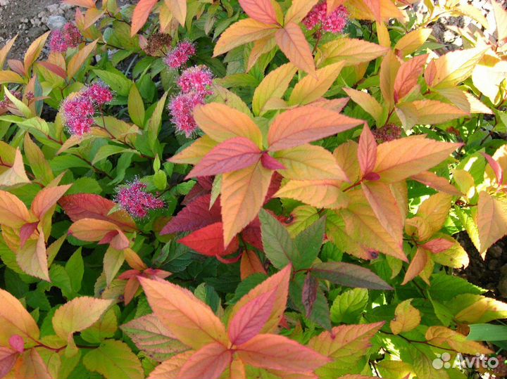 Спирея японская Macrophylla