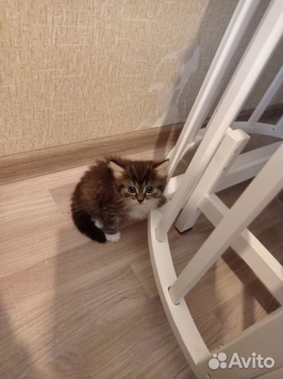 Кошки бесплатно