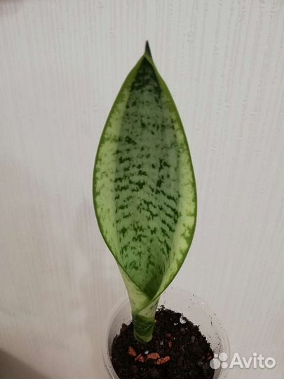 Сансевиерия Лауренти