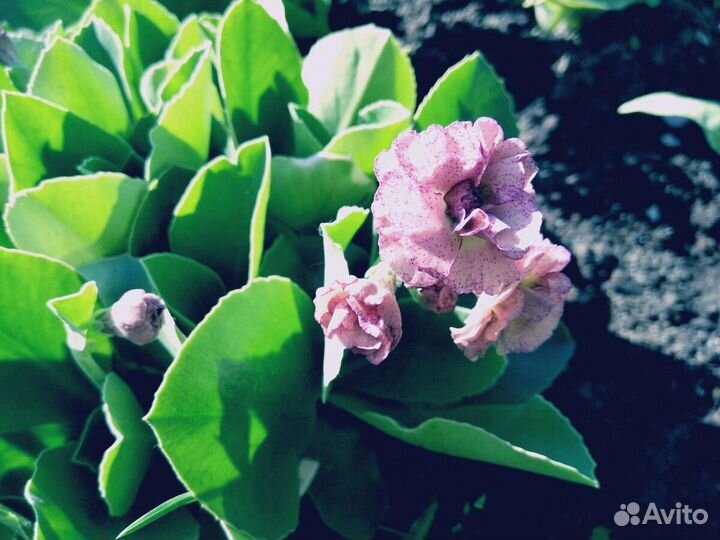 Примулы ушковые