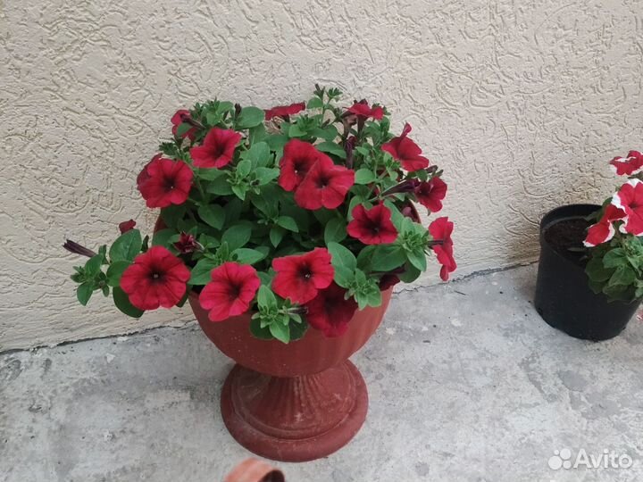 Петуния ампельная, изи, тайдел