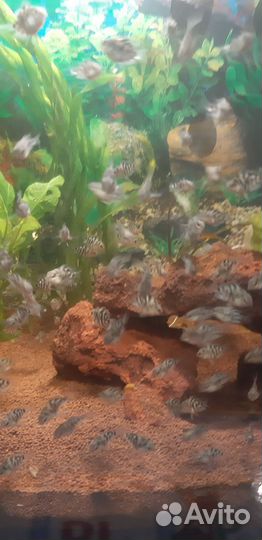 Рыба мальки сапфирового попугая аквариумные рыбки