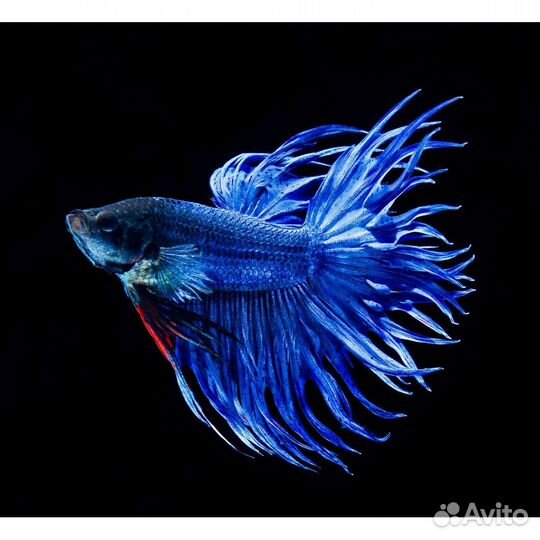 Петушок в ассортименте