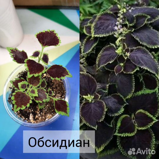 Колеусы вегетативные