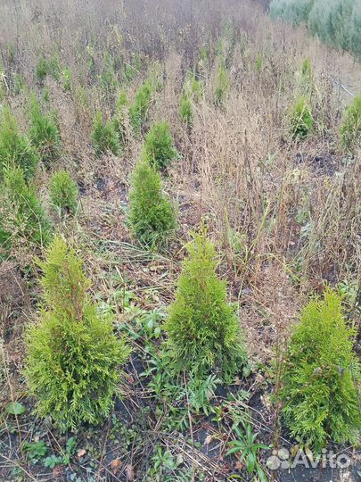 Туя смарагд