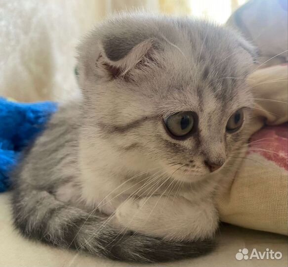 Британский котенок вислоухий