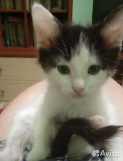 Котята в добрые руки бесплатно коты