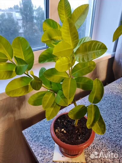 Лимонное дерево