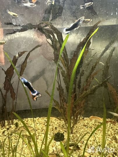 Продам рыбок