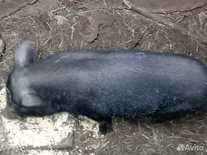 Семья въетнамских свиней