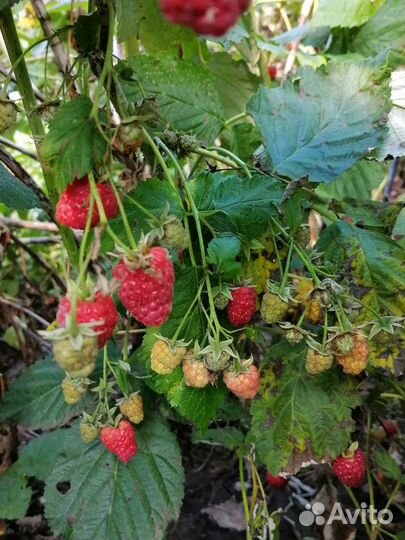 Ремонтантная малина