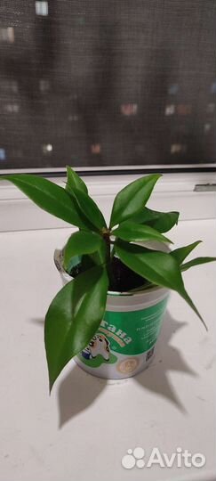 Комнатные цветы, спатифиллум, аглаонема и др