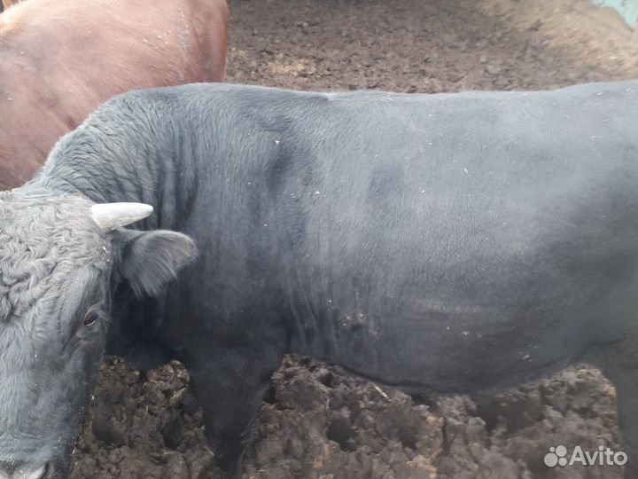 Бычки джерси