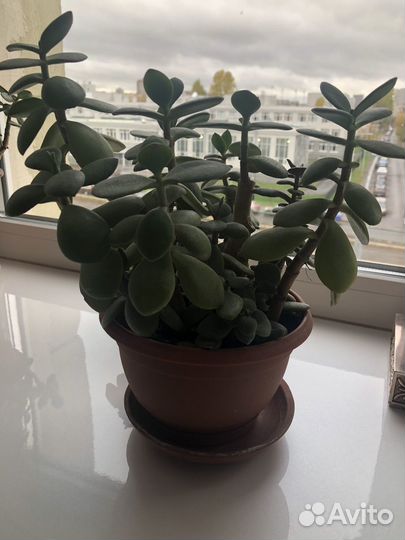 Цветок толстянка