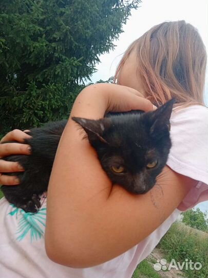 Кошка в дар