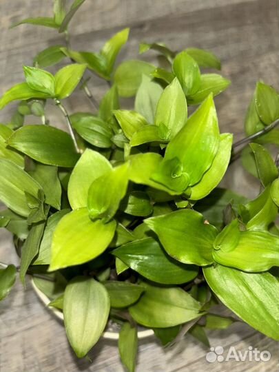 Традесканция