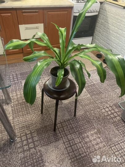 Драцена душистая