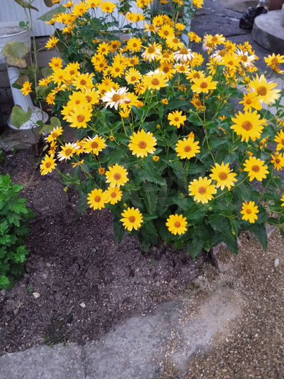 Дом 50 м² на участке 1,5 сот.