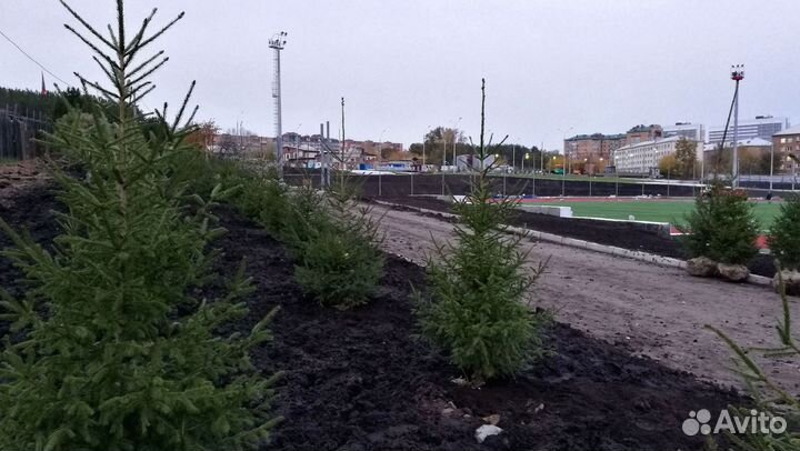 Сибирская ель экстра класс. Саженцы