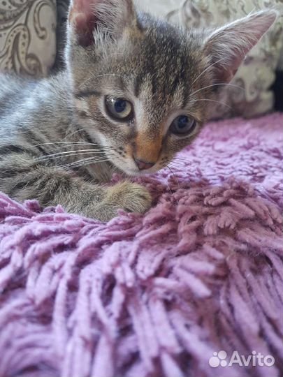 Котенок мальчик в дар