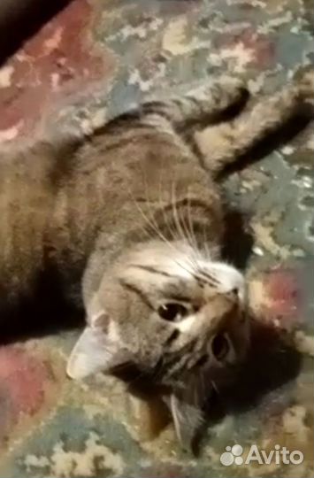 Котик ищет дом