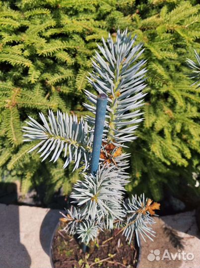 Ель голубая Блю Даймонд