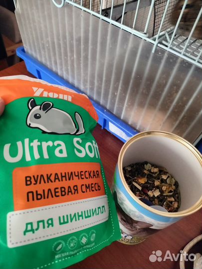 Белки дегу