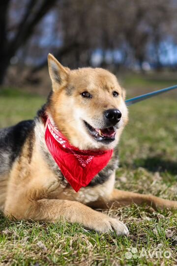 Восточноевропейская овчарка