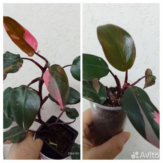 Шефлера вариегатная и другие комнатные цветы