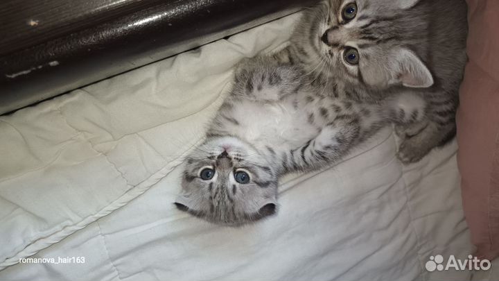 Шотландские котята