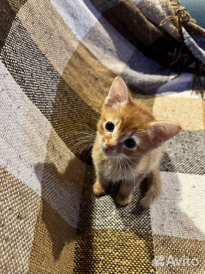 Кошечка в добрые руки
