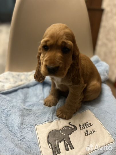 Кокер спаниель