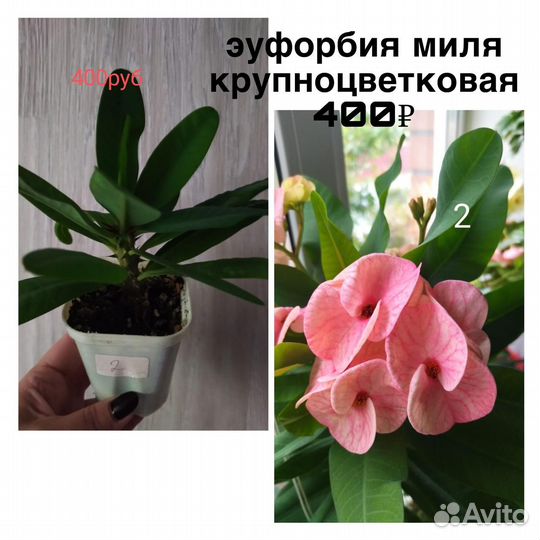 Комнатные растения цветы