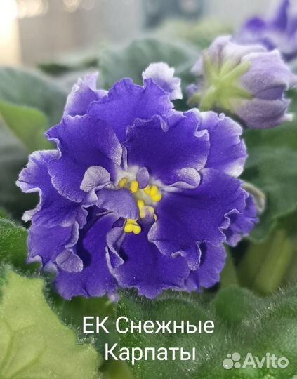 Сортовые фиалки цветущие