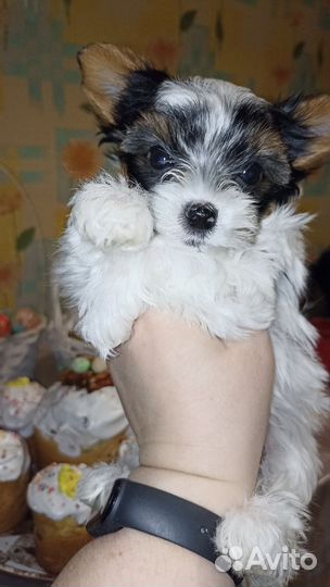 Бивер терьер. Бивер йорк. Девочка