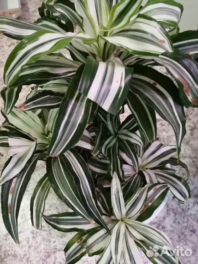 Драцена деремская, маргината, каламондин