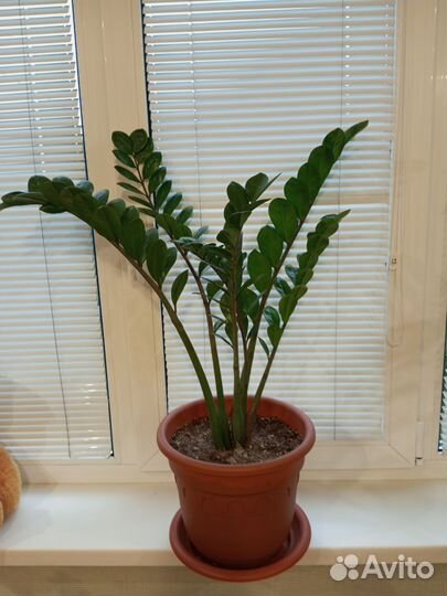 Замиокулькас