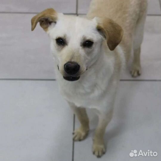 Рэбит в добрые руки