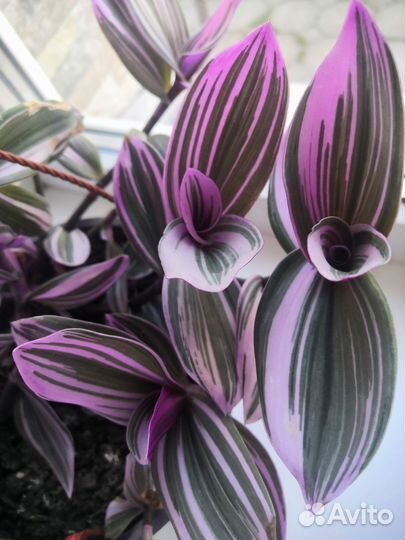 Традесканция Нанук и Крымская