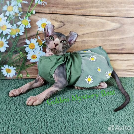 Сфинкс Эльф