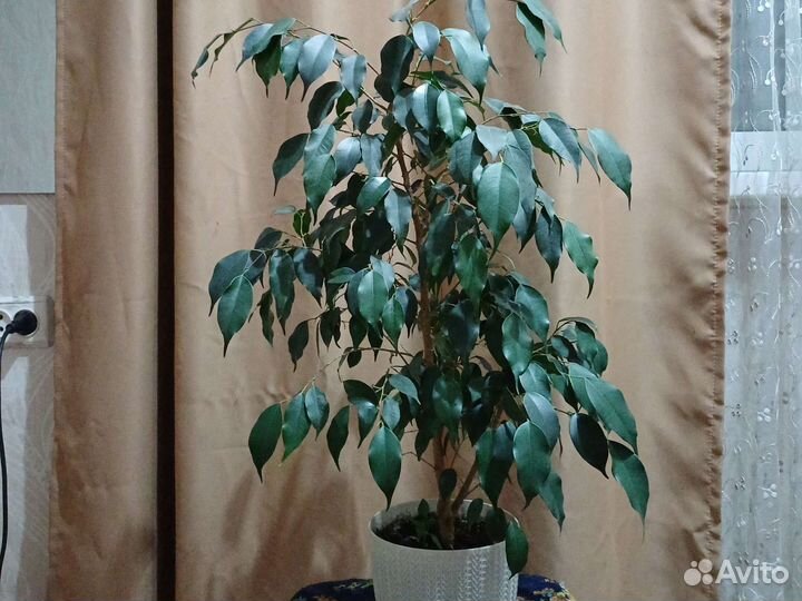 Фикус бенджамина большой,фикус бенджамина белый